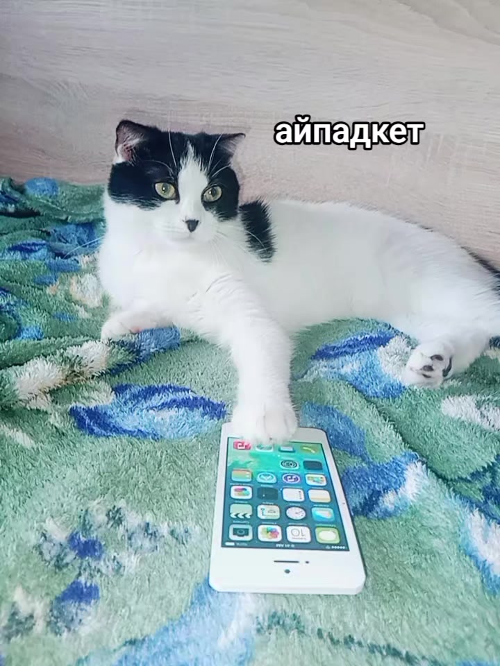 @Mashonivna