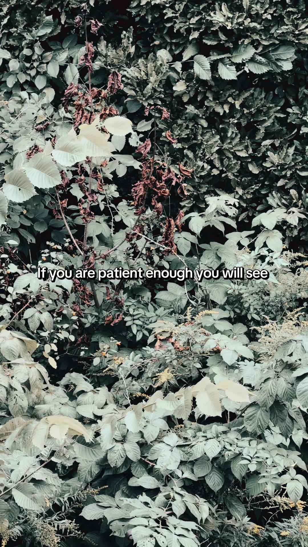 @Wild🦋Wonderer, Ma’s 🌸Garden