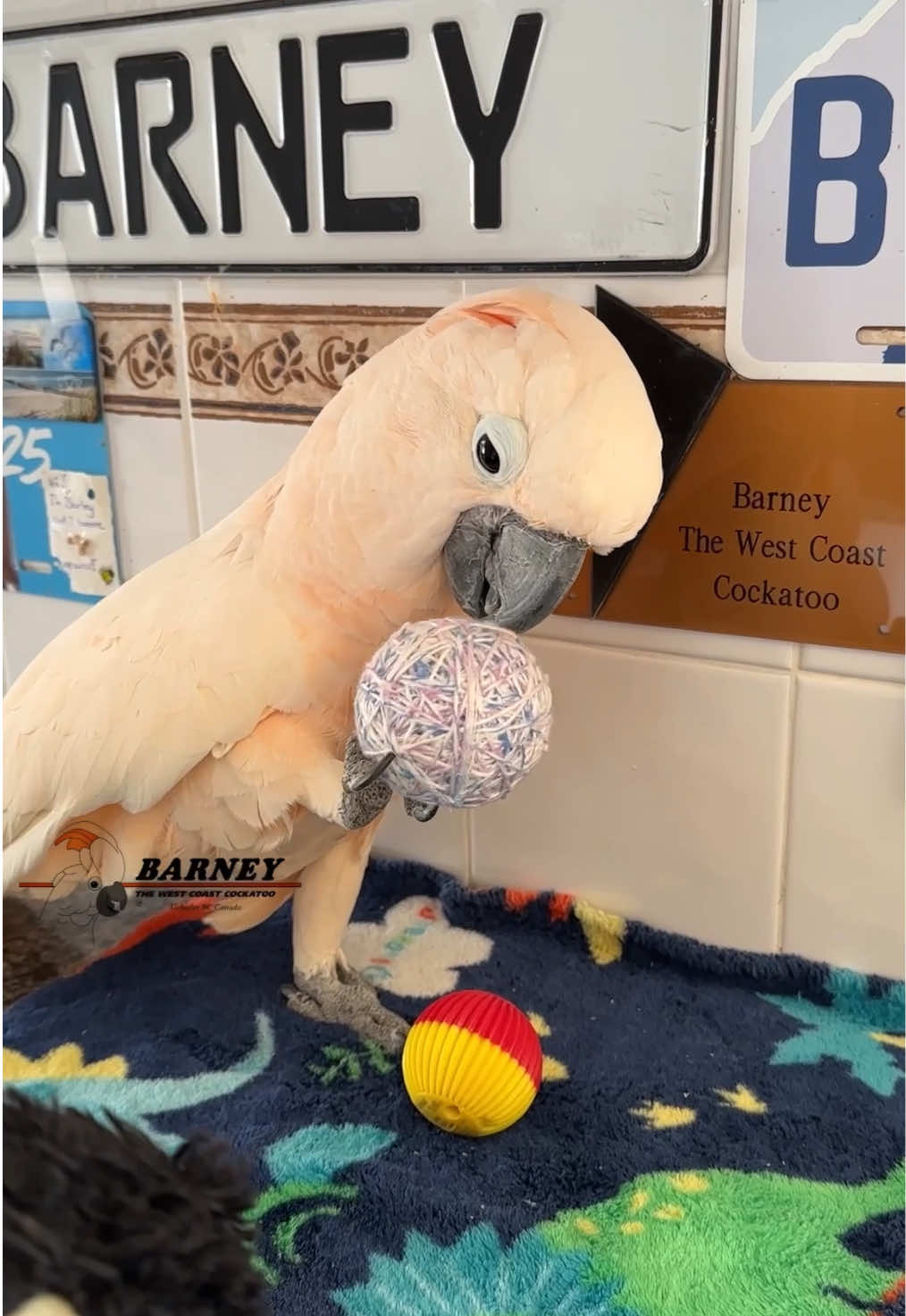 @Barney the West Coast Cockatoo