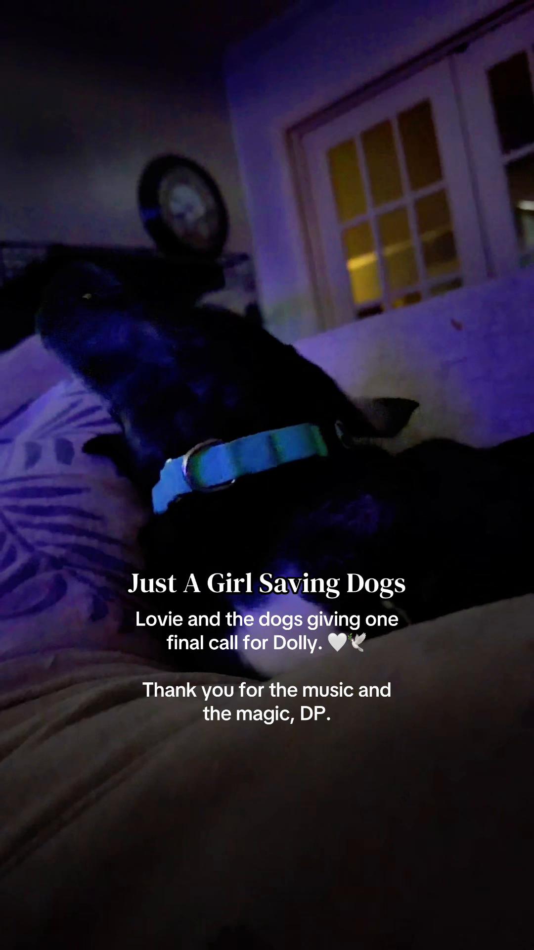 @Just A Girl Saving Dogs