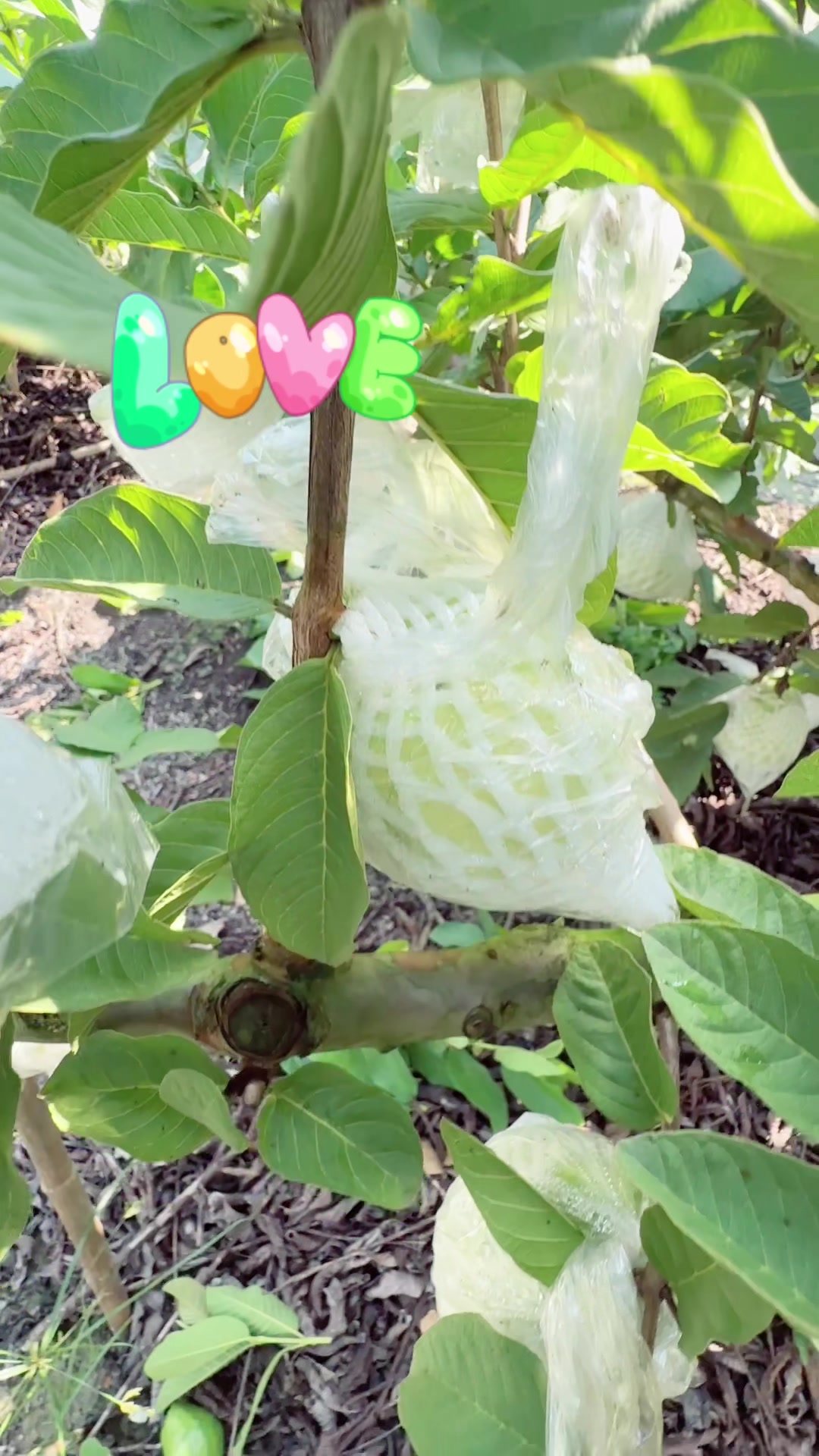 @滿幸福果園