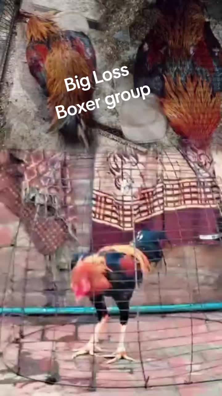 @shan Shah 222