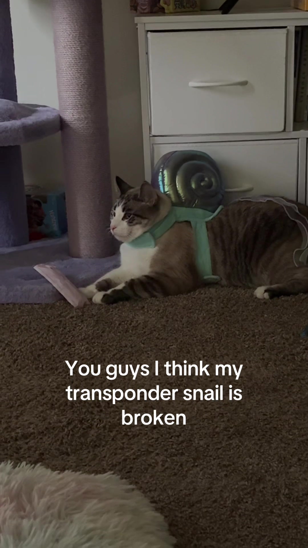 @Captain Kat