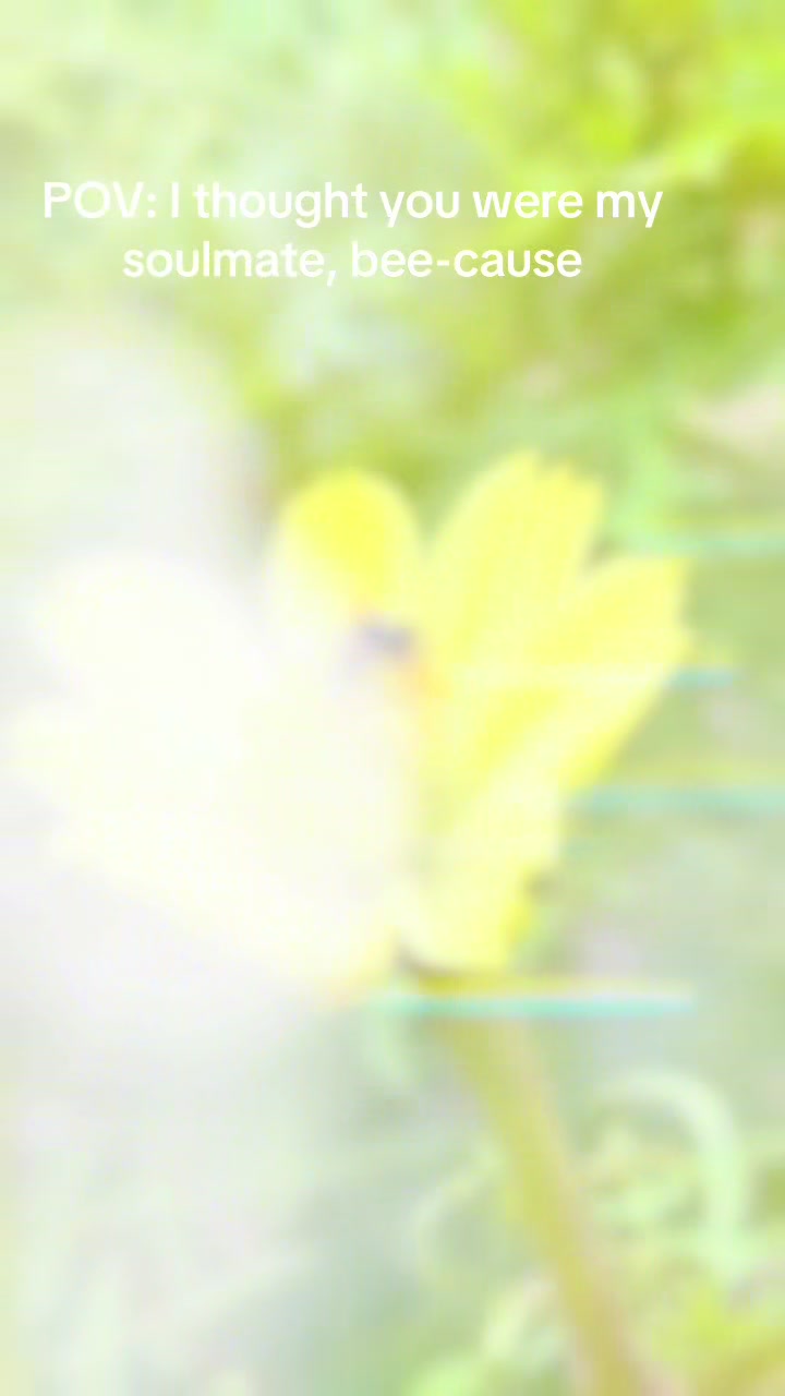 @telmojr3