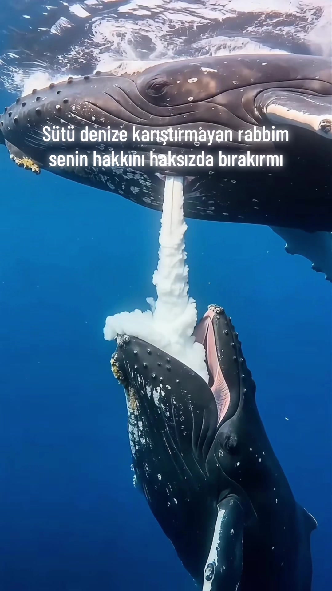 @𝒮𝑒𝒸𝓀𝒾𝓃0614💯
