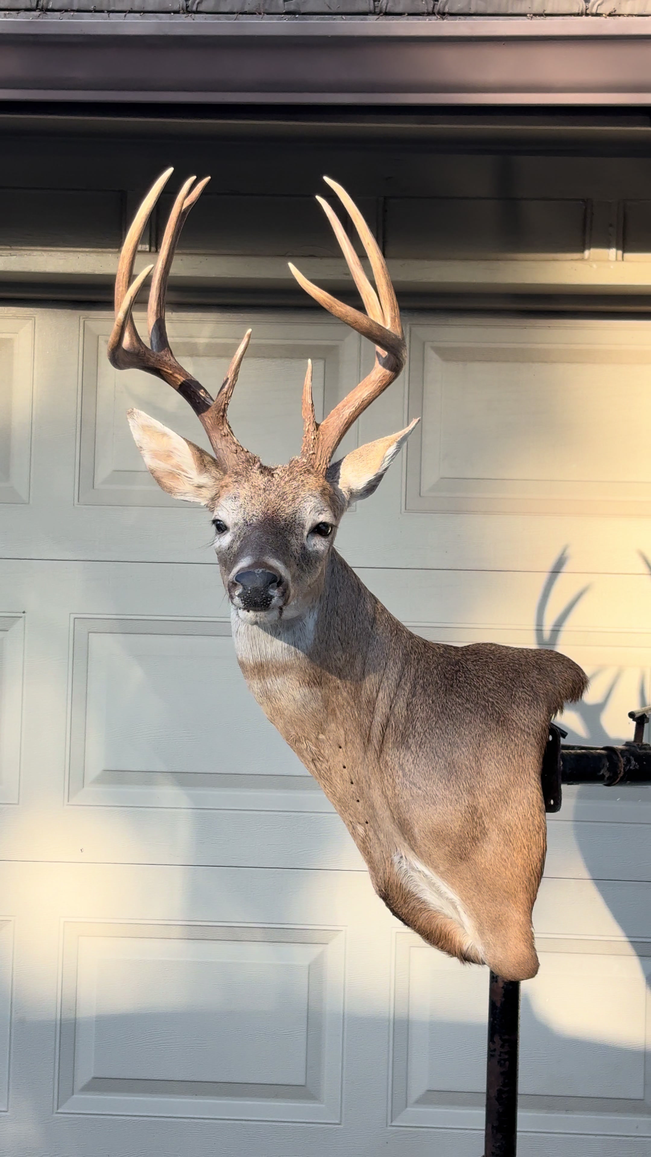 @Luke’s Wildlife Taxidermy
