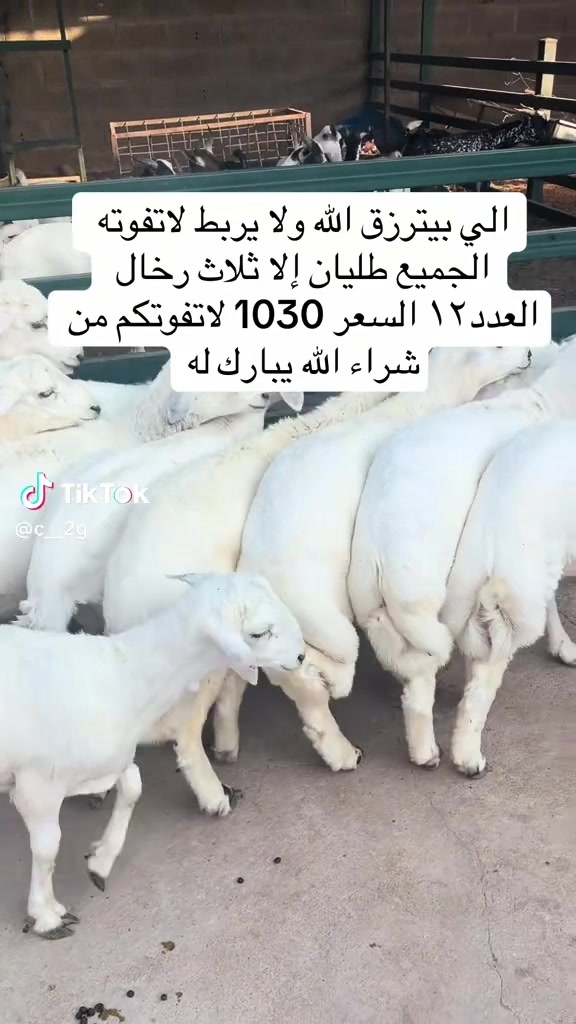 @mohamed_ksa0
