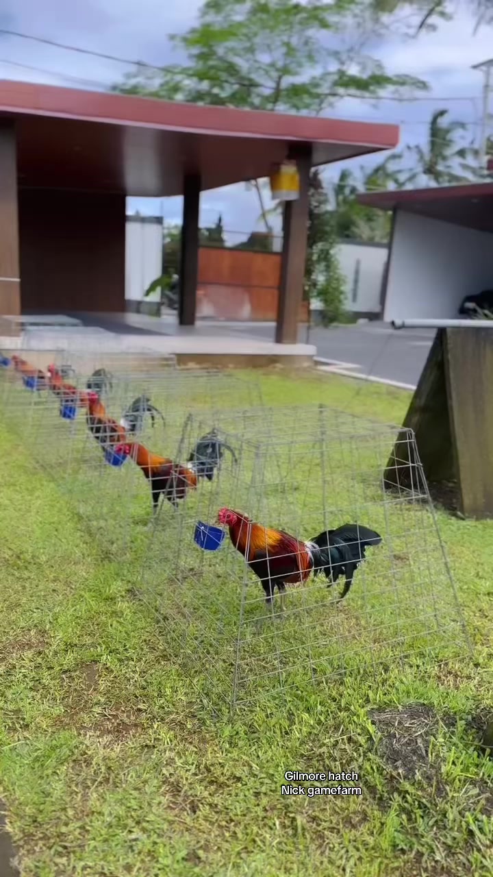 @NICK GAMEFARM