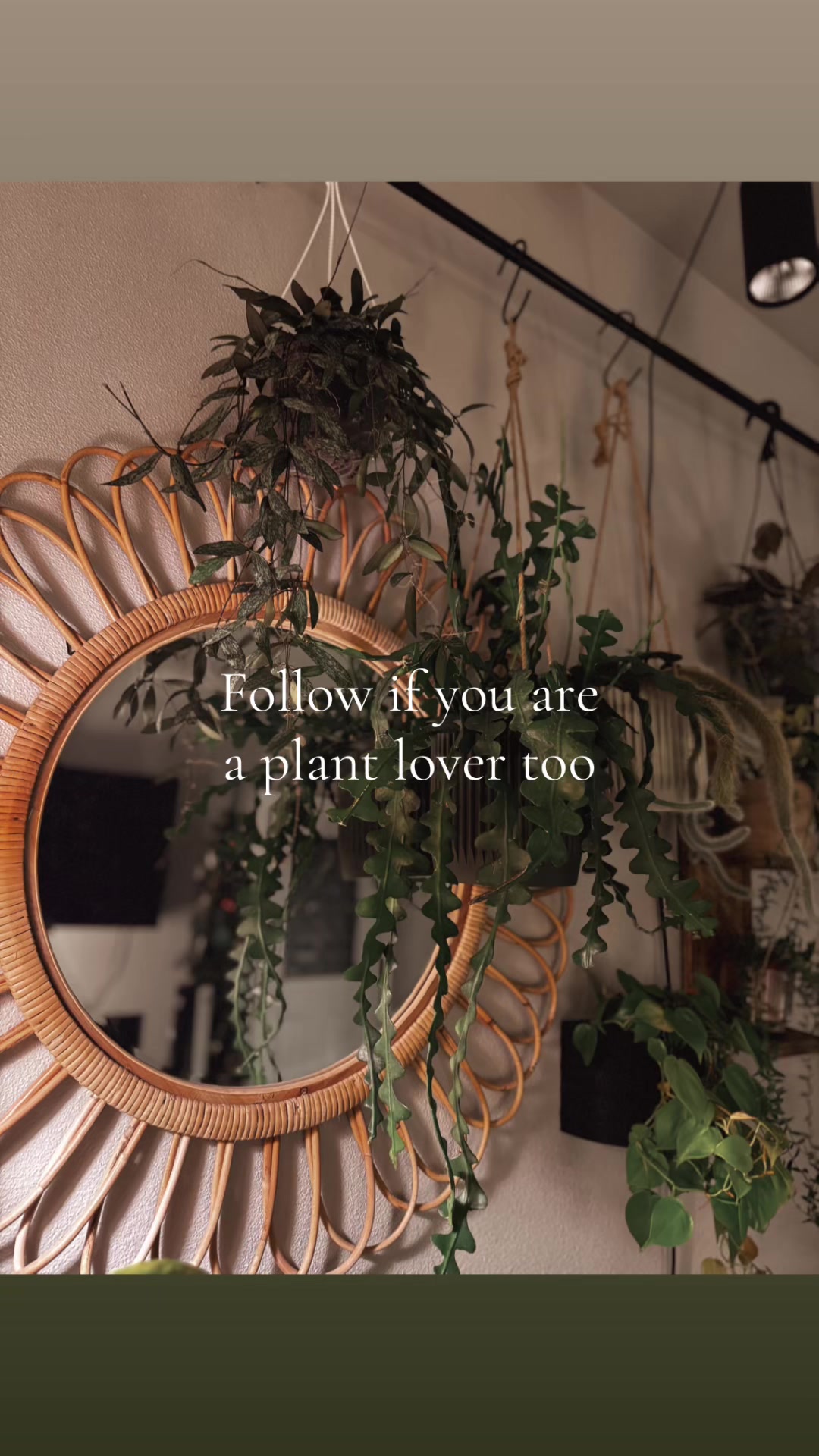 @Ness Rose | Plant Fanatic ✨