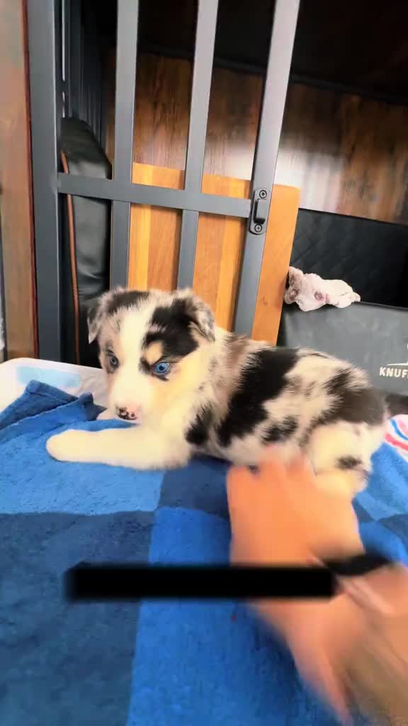 @Mylo_wird_zum_Assistenzhund