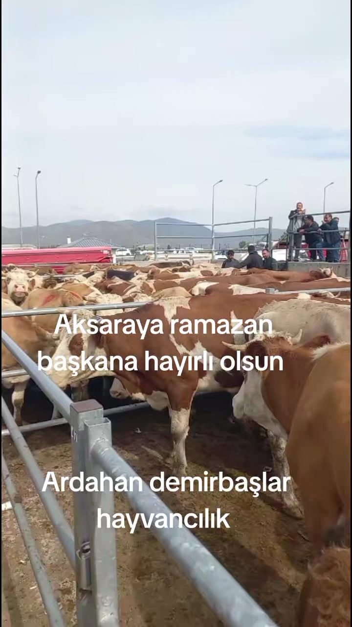 @tekin75aras2