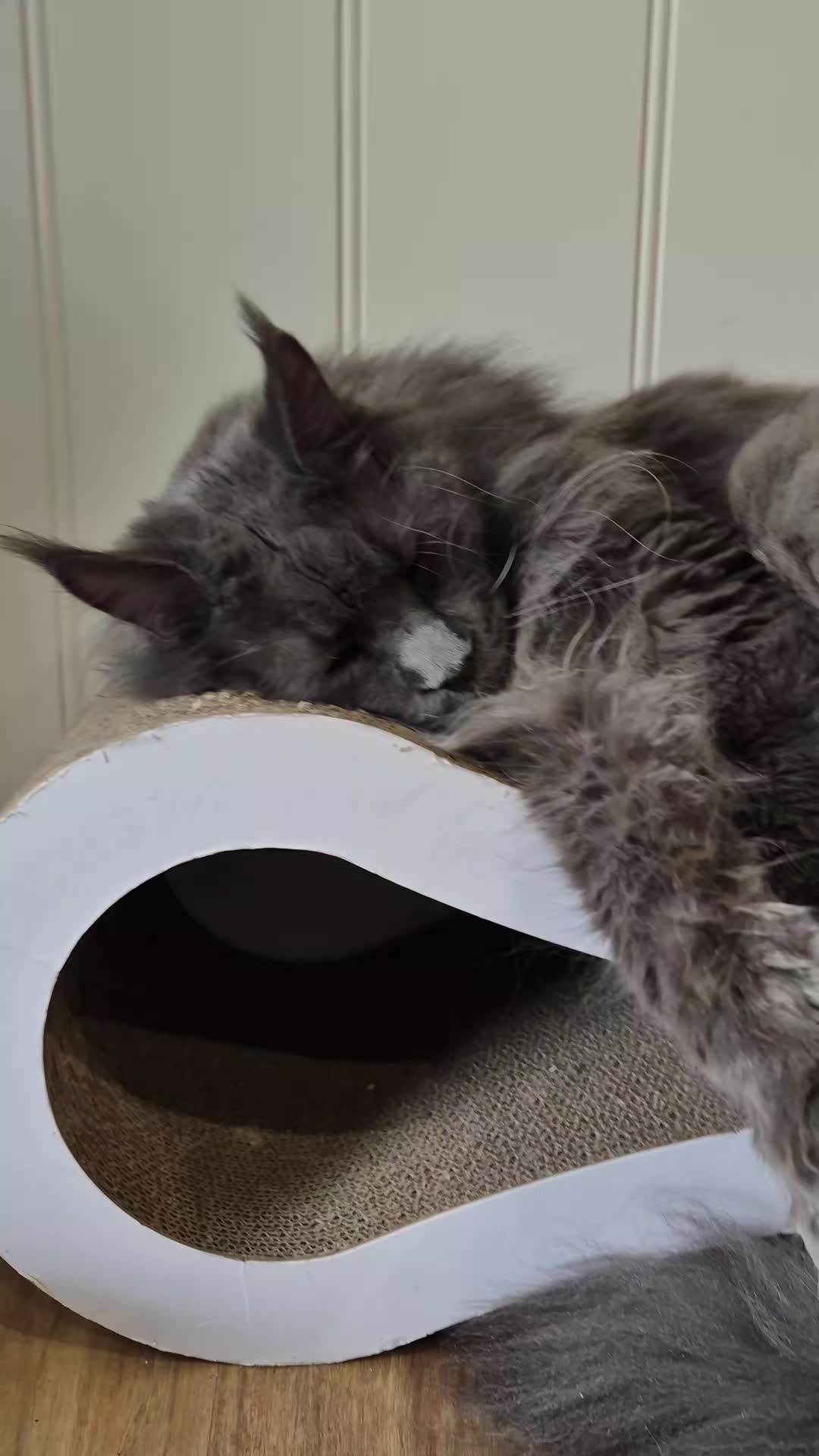 @Ragnar the Maine Coon 🐈