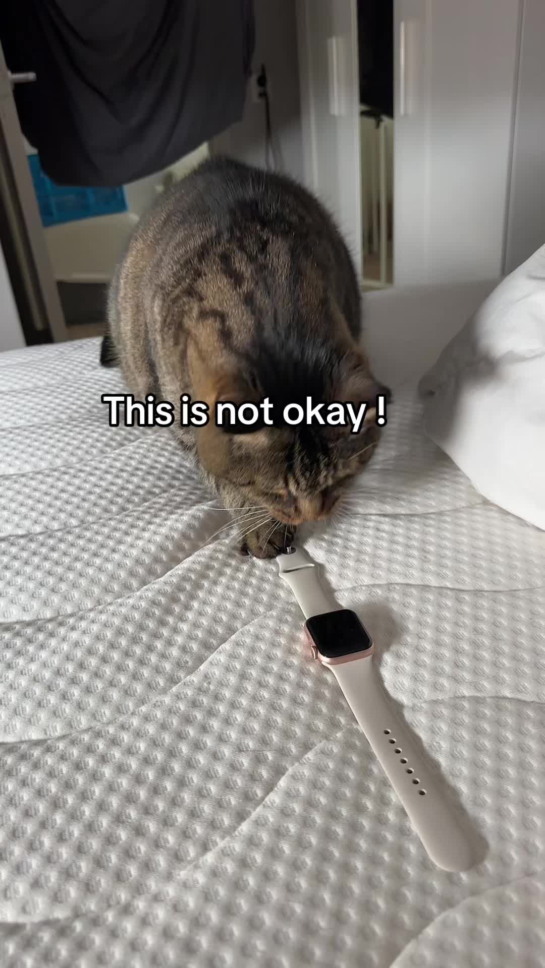 @Joep_the_ rescuecat