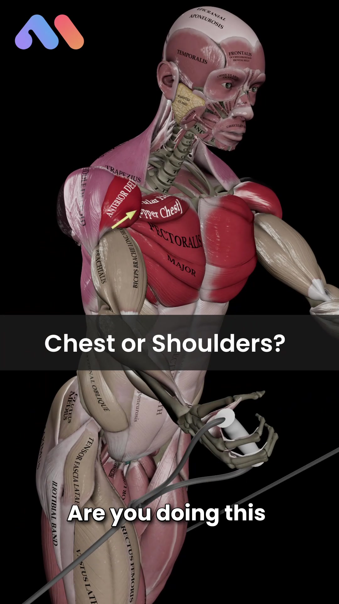 @Muscle & Motion