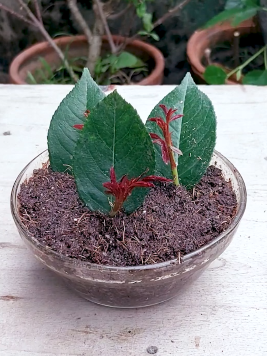 @PlantsLife
