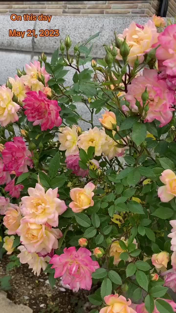 @Sahi Shahzad Ahmed