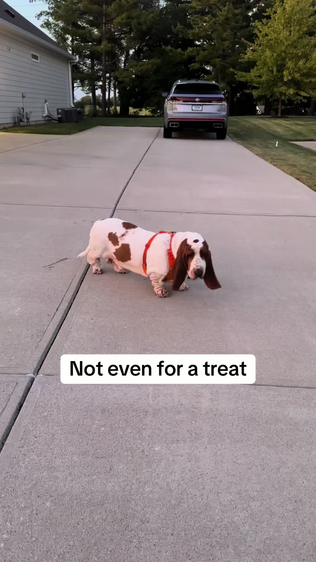 @Lisa 🐾🐶