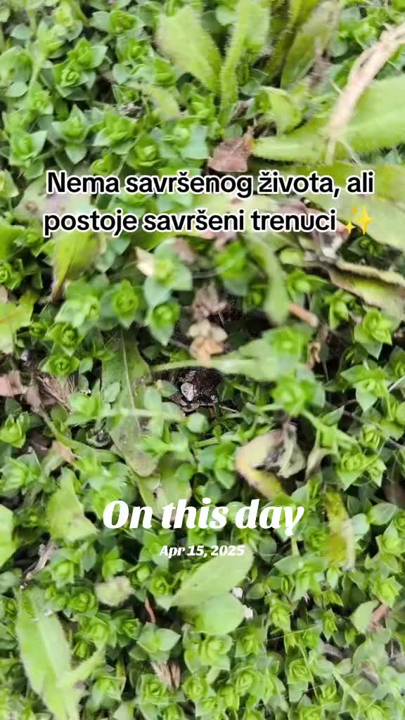 @v__bojana
