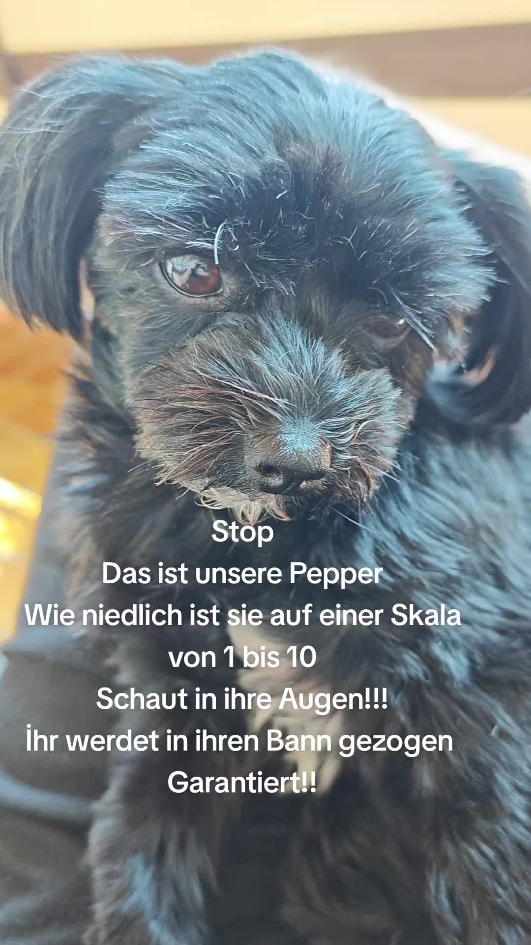 @P&ouml;ppi