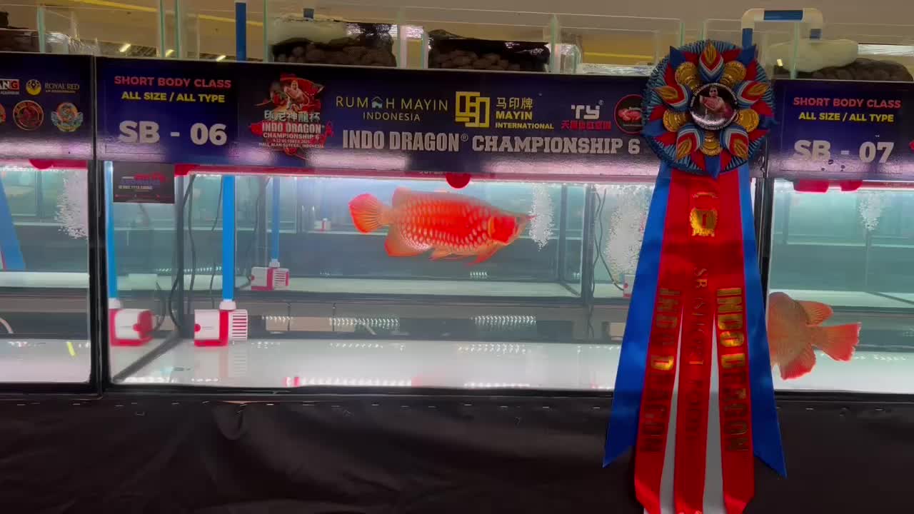 @Satria Red