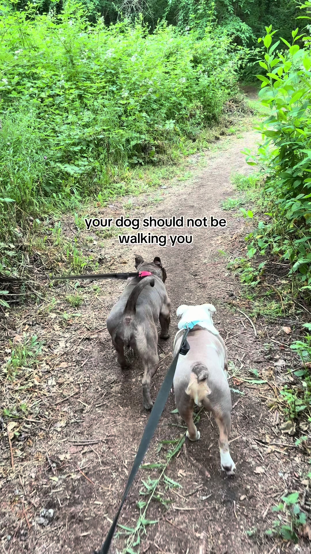 @kai•thedogmother🐾