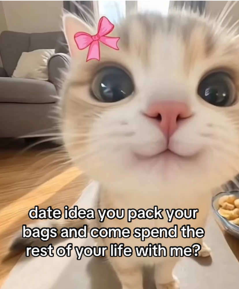@the meow archive