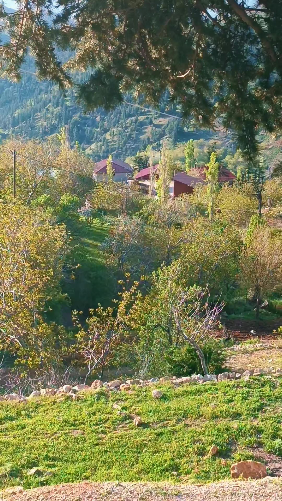 @DAĞCI.46