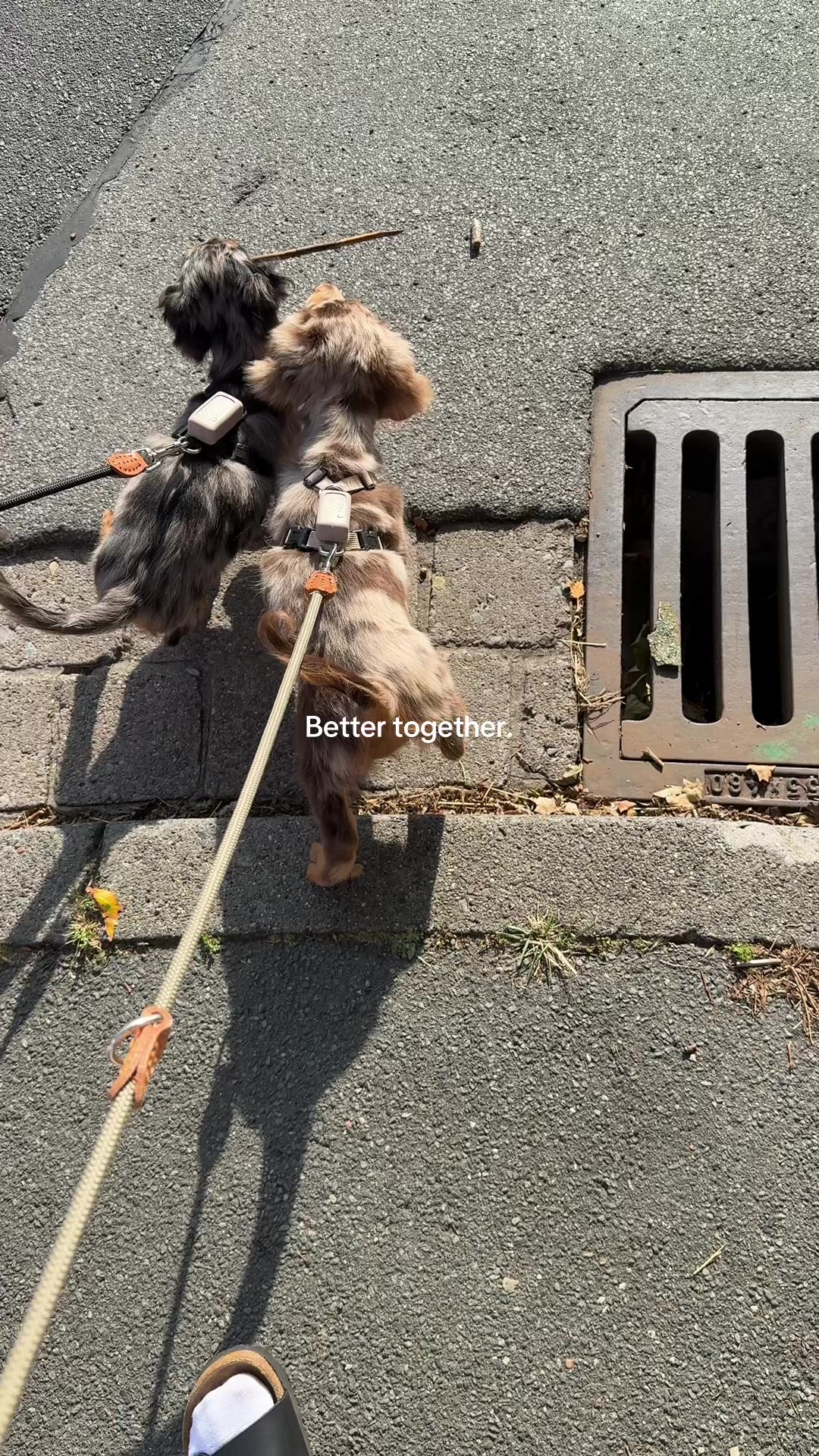 @Lio&Lou I Dachshund