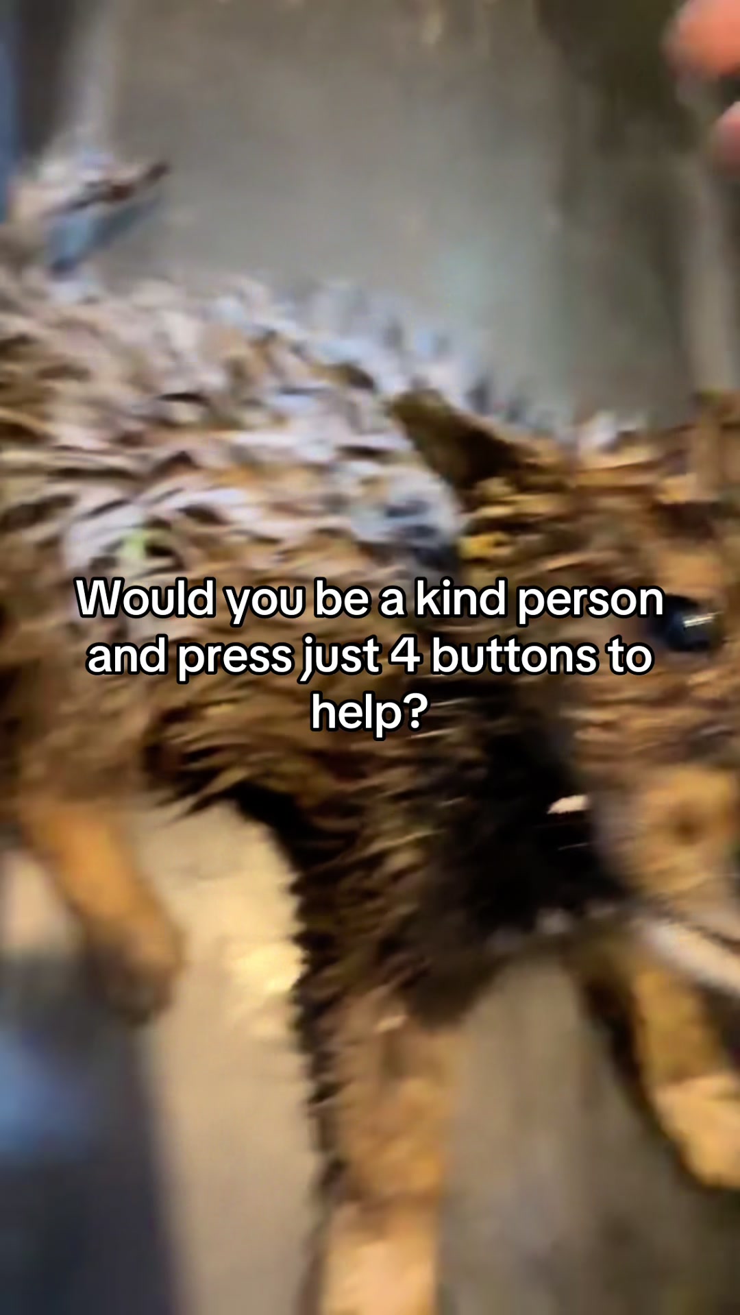 @aria_cats_rescue
