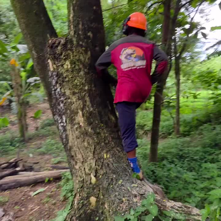 @Alex Tree Climber 👷 🇺🇸