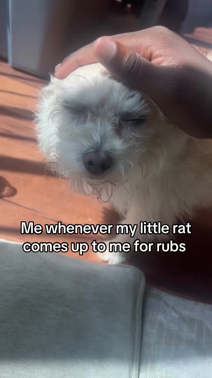 @Itstimetosheep