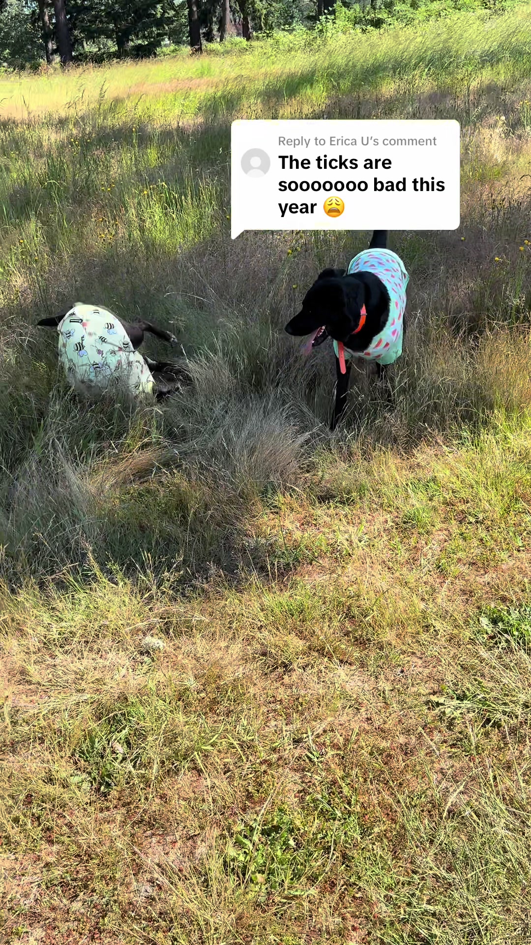 @kai•thedogmother🐾