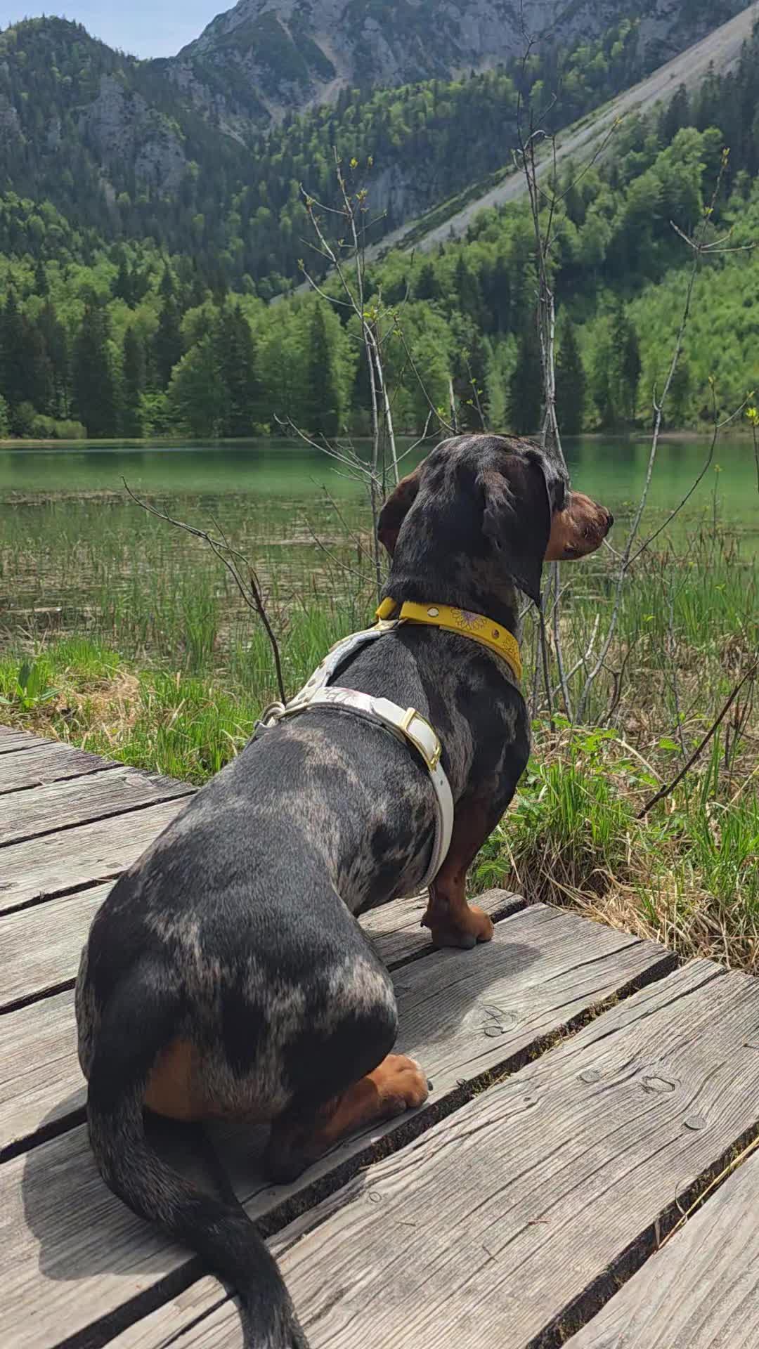 @Doggenkuh_Luna