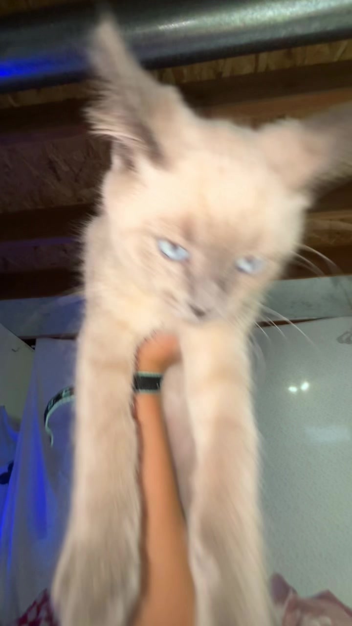 @Smokey the kitty😼