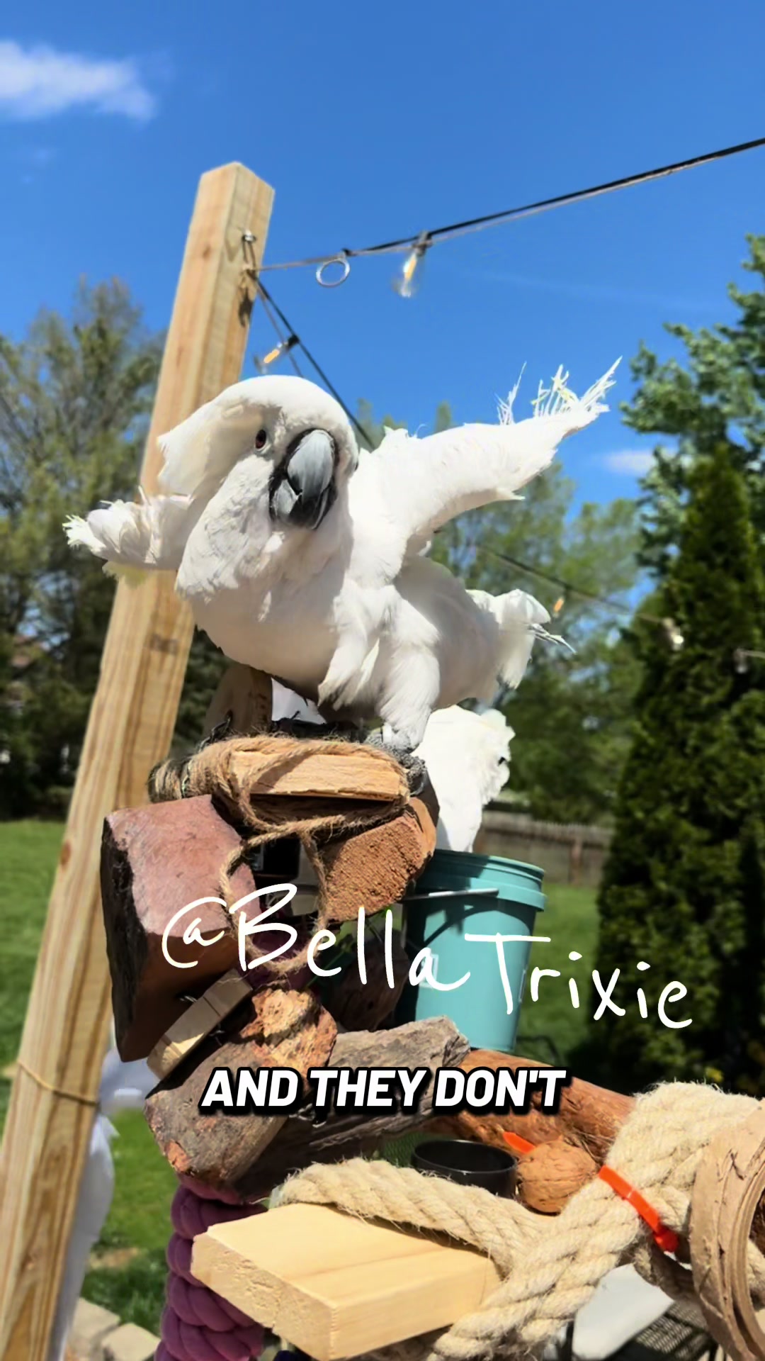 @bella_trixie_official