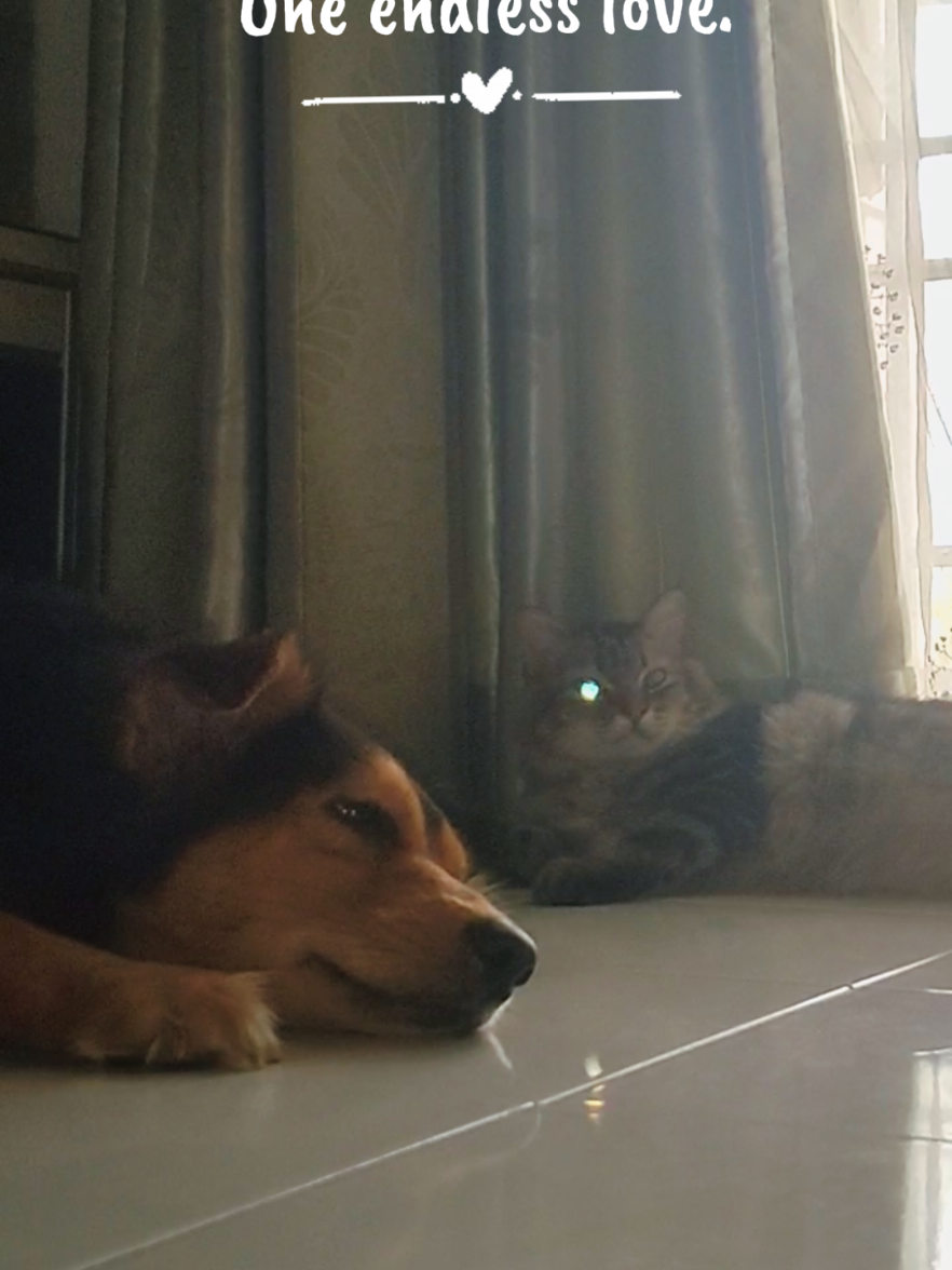 @Cholanz🐕