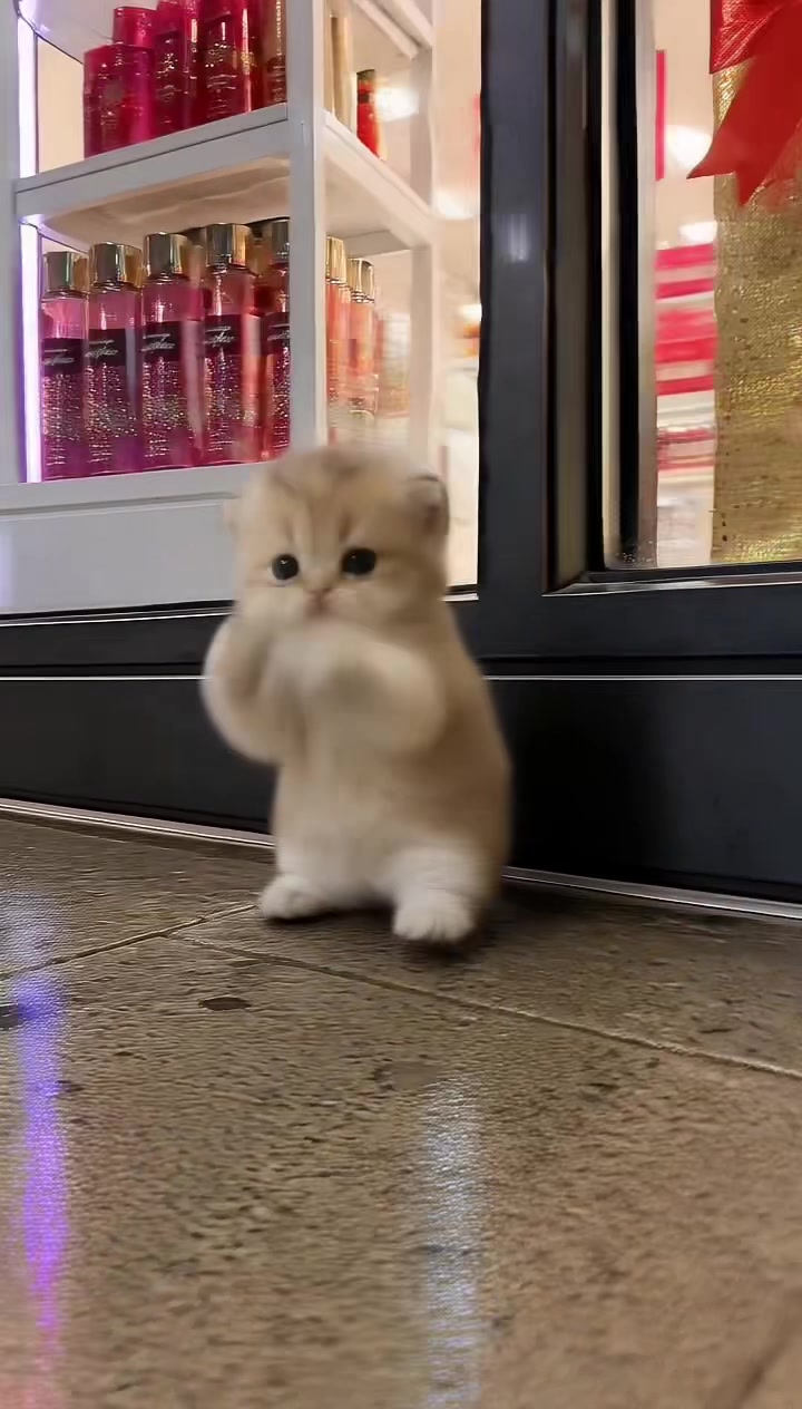 @meowmaxxers