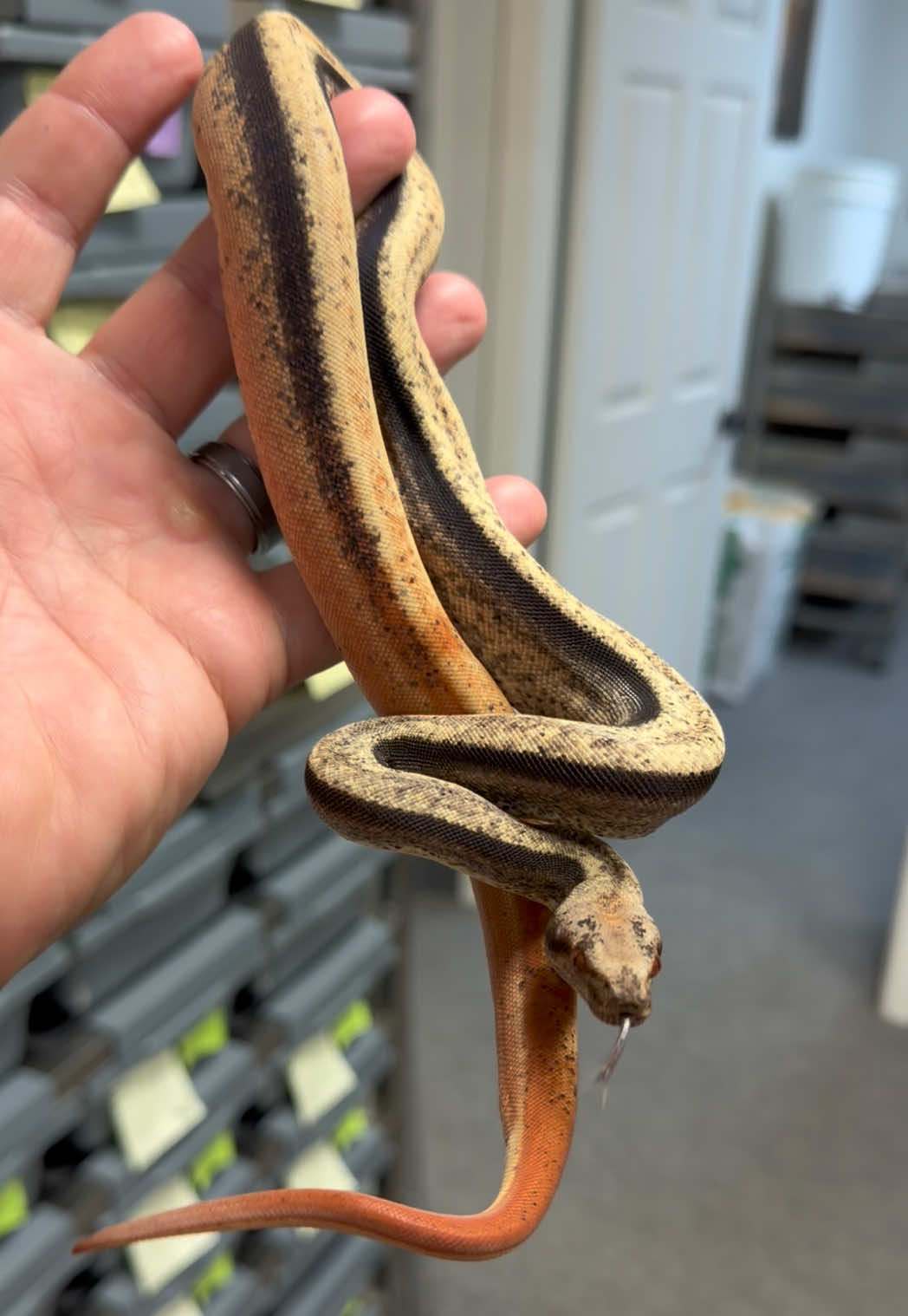 @Snake Country