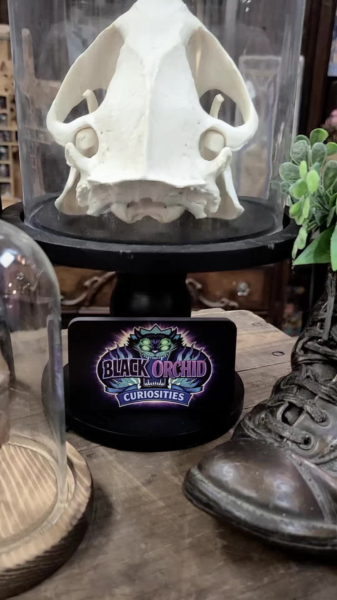 @blackorchidcuriosities