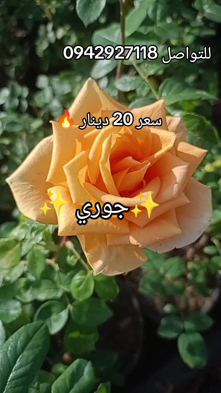 @مشتل الرحمن
