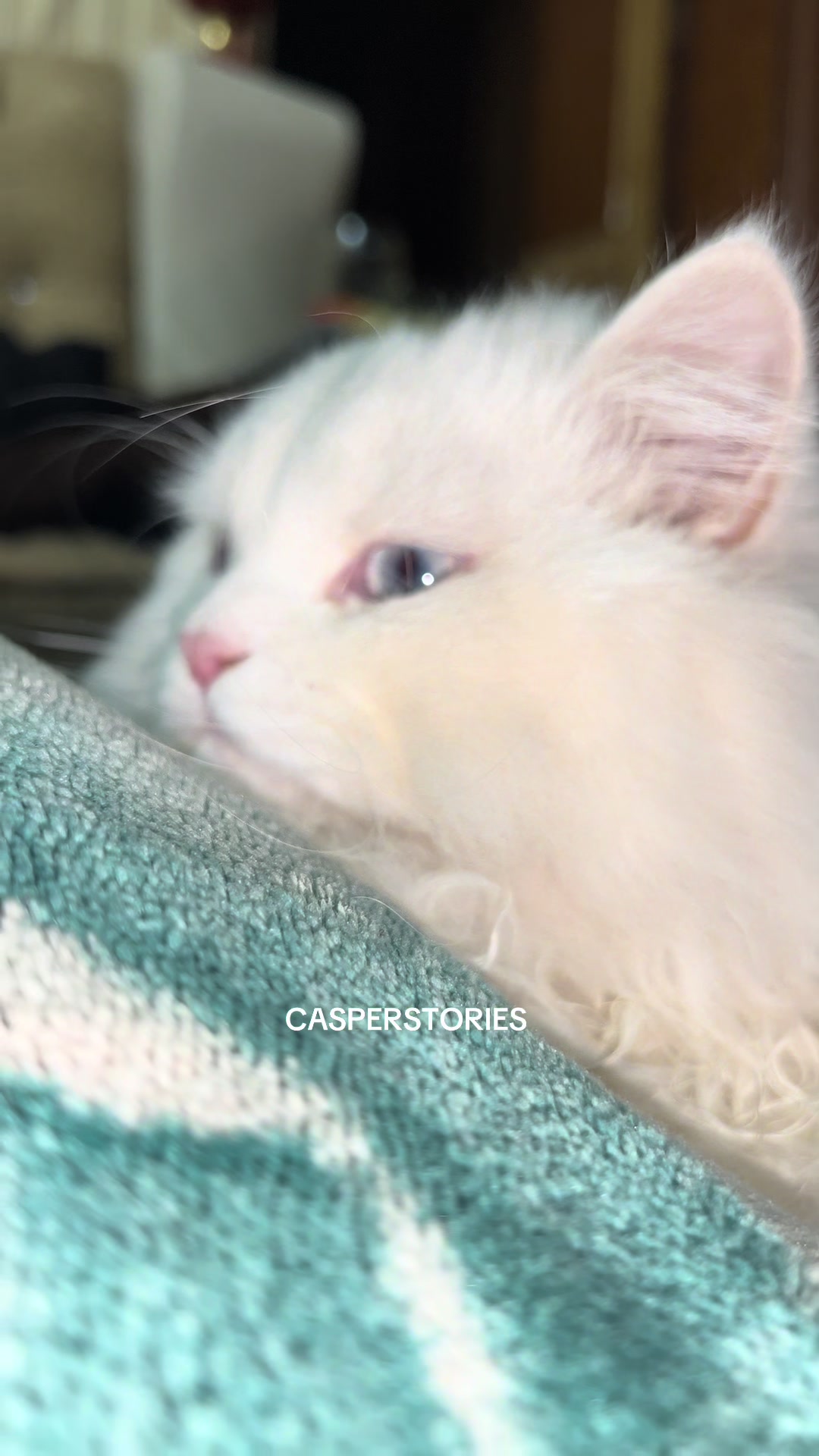 @𝑪𝒂𝒔𝒑𝒆𝒓 & 𝑴𝒊𝒏𝒏𝒊𝒆 🐾