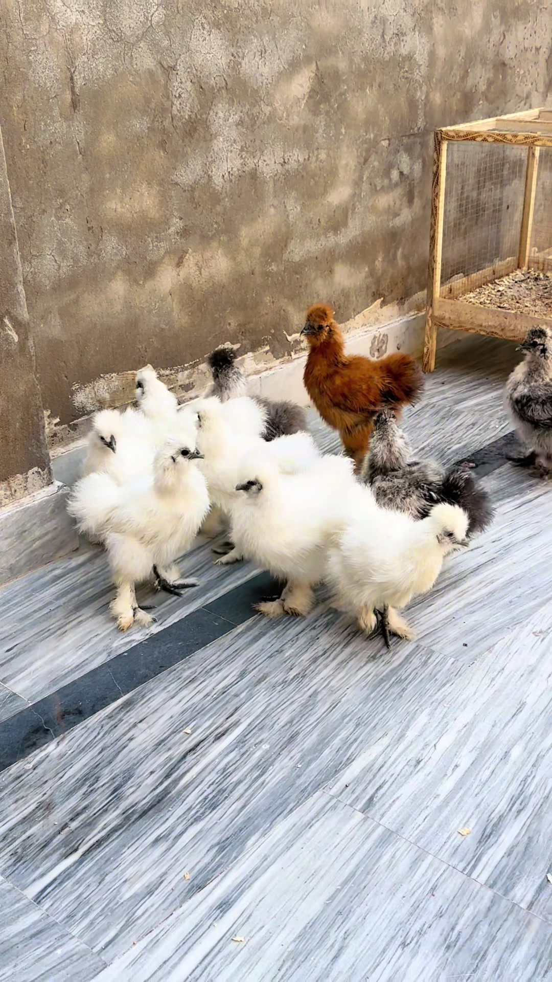 @Lahore Pets Lover