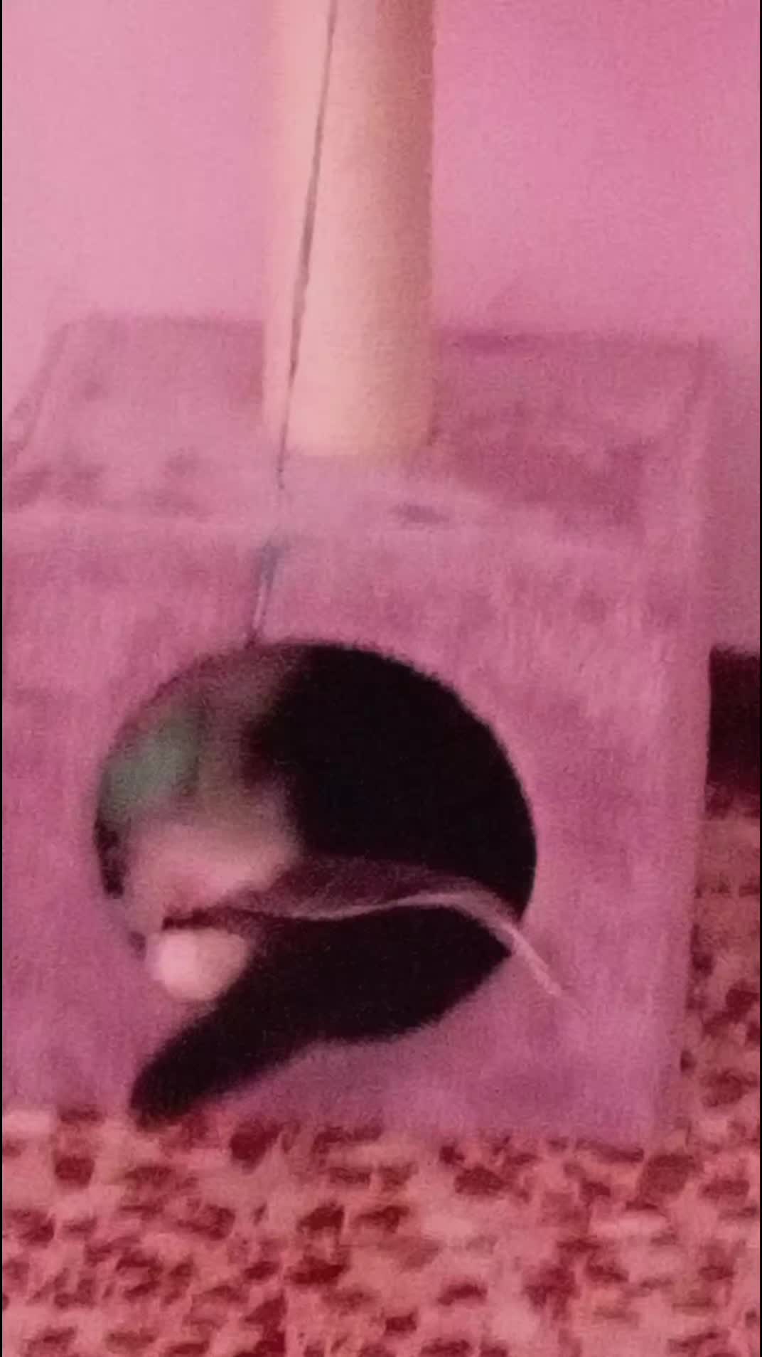 @Gabrycat00