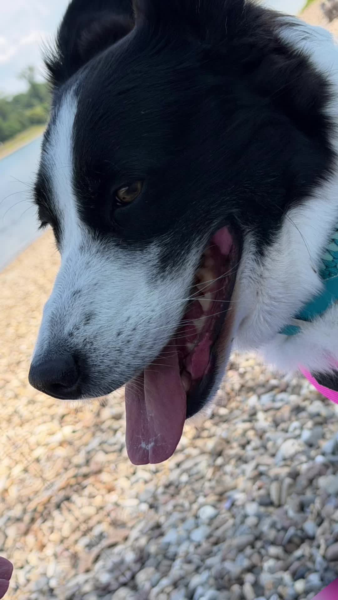 @PfotenwegeMitRoxy🐶