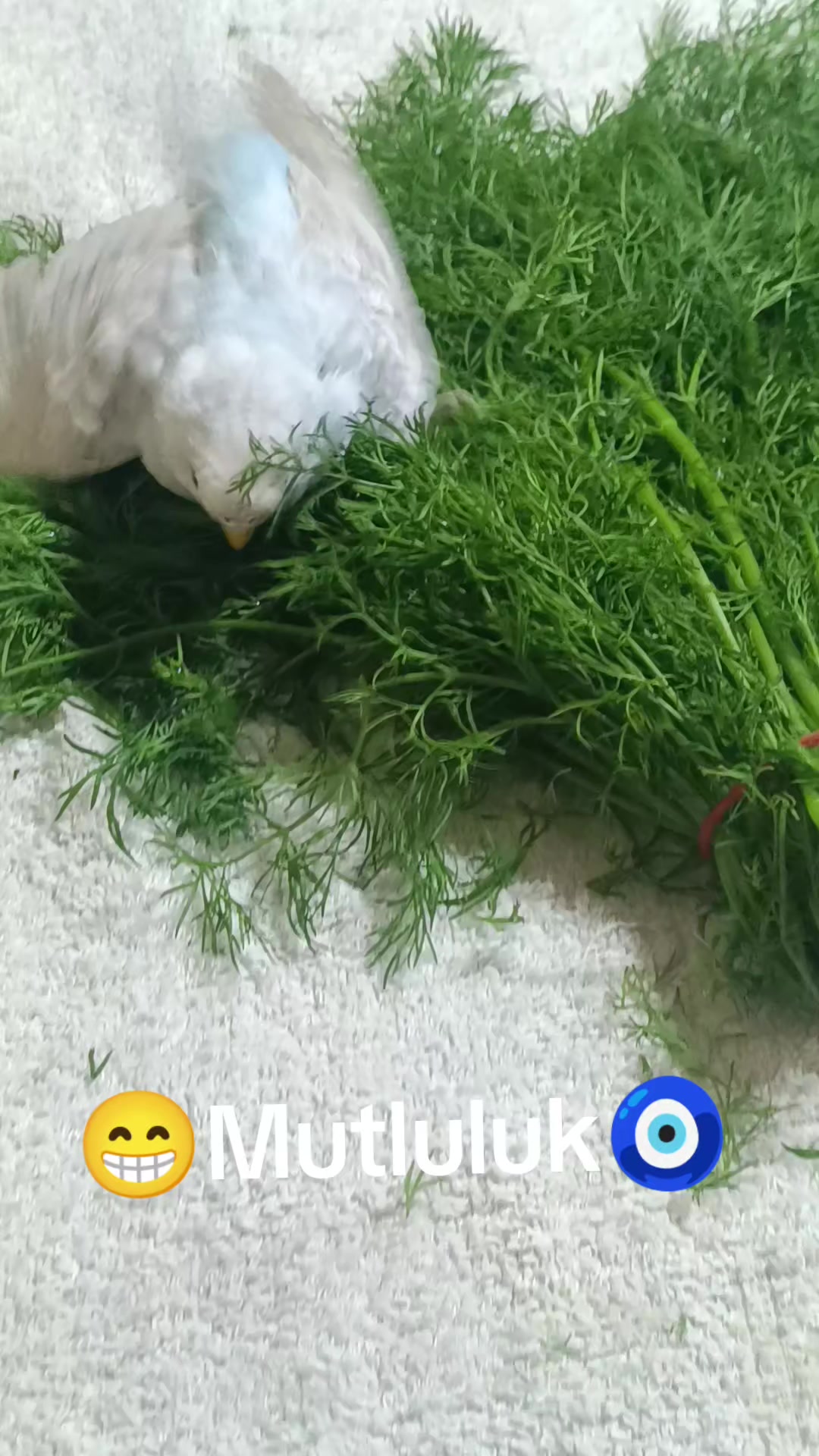 @🥰elişinin sultanı🥰