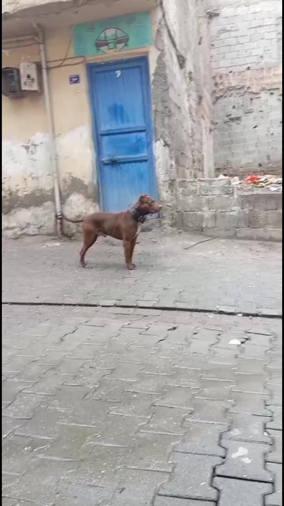 @🦁DİNO🦁