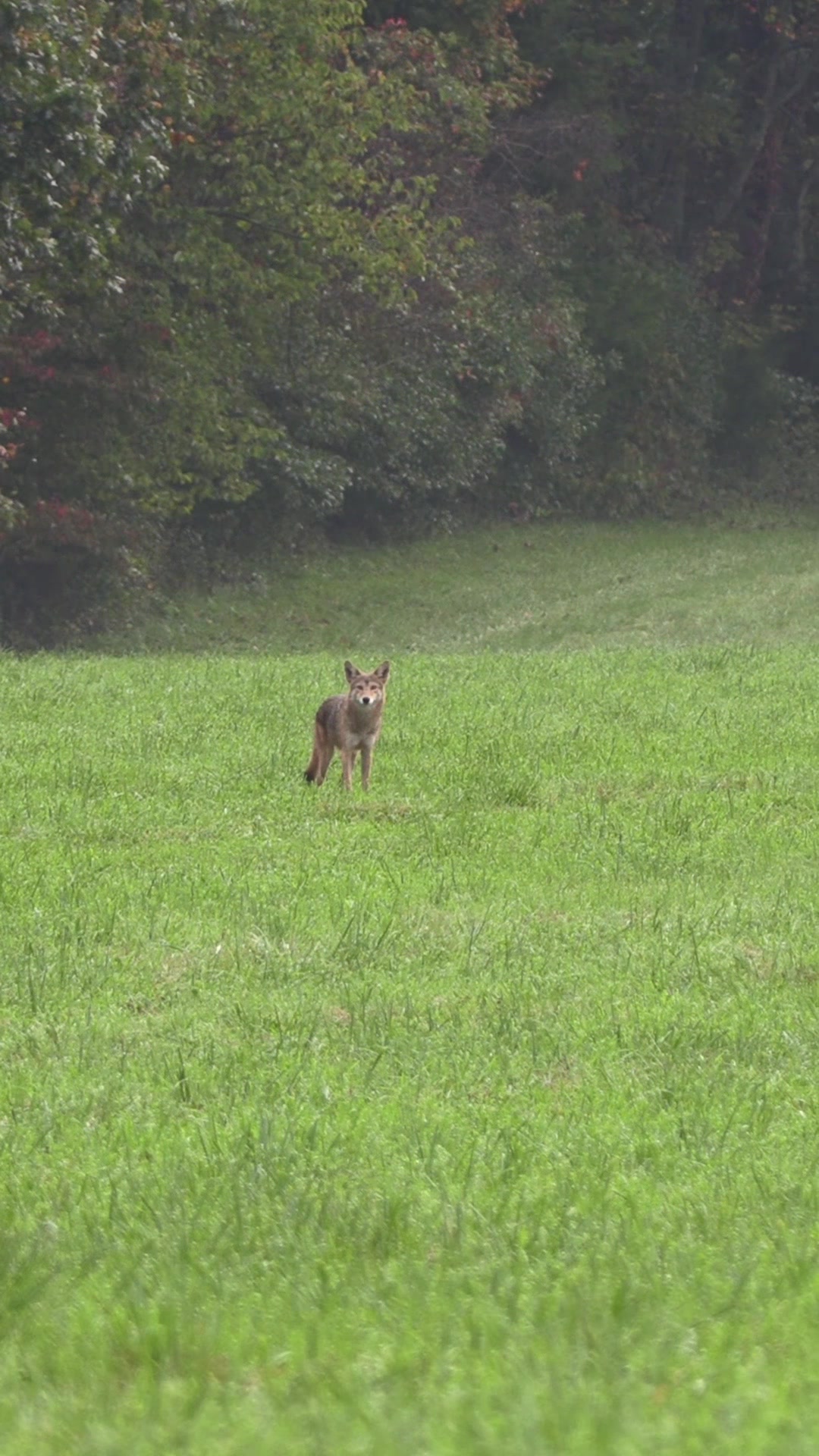 @FOXPRO Game Calls