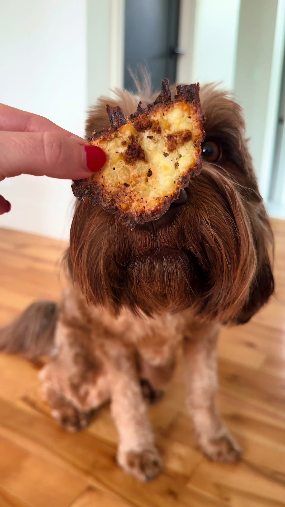 @Dogs Made Simple