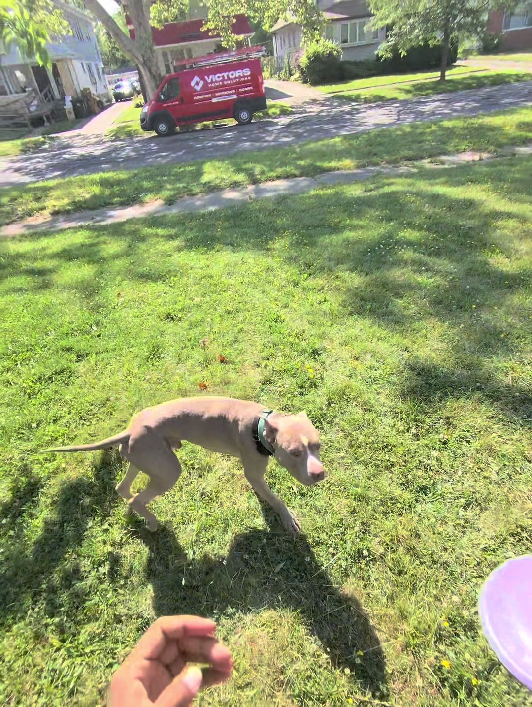 @Jay TheDog Trainer