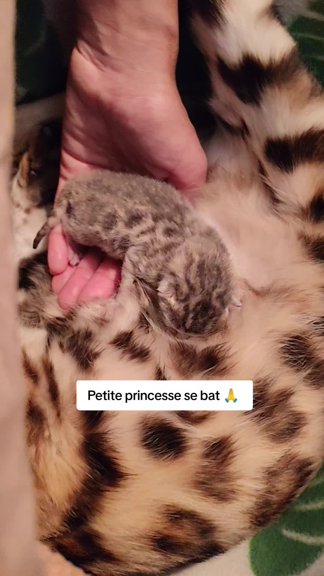 @Galactic Bengal